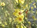 Verbascum sinuatum